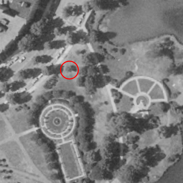 1971 tree circled